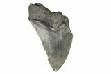 Partial Megalodon Tooth - Serrated Blade #194000-1